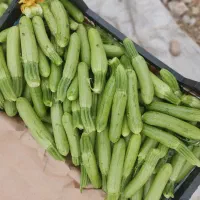 کدو سبز