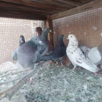 کفتر شکار پرشی و زاجر|پرنده|یزد, |دیوار