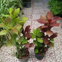 گل سنگ قاشقی سبز طلایی لب ماتیکی خرفه ای جنگلی