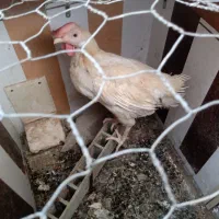 مرغ سفید قربانی