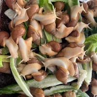 حلزون آچاتینا|خزنده|شیراز, شهرک گلستان|دیوار