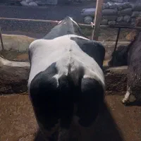 گاو|حیوانات مزرعه|بندر گز, |دیوار