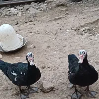 اردک خارجی ماده