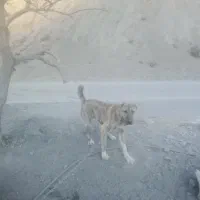 توله‌ها سرابی افغان|سگ|کرمان, |دیوار