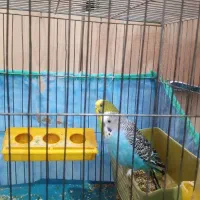 یه جفت مرغ عشق