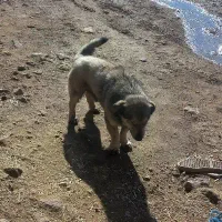 سلام پاکوتاه