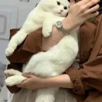 گربه اسکاتیش فولد|گربه|بیرجند, |دیوار