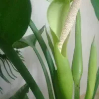 گل های شاداب