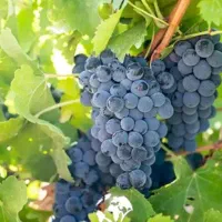 فروش باغ انگور تجاری دیزج