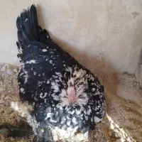 فروش تخم‌مرغ نطفه دار گلین