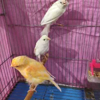 فروش قناری ۴عدد یکجا|پرنده|شیراز, تندگویان|دیوار