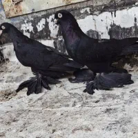 کبوتر قره وقرمز|پرنده|اهر, |دیوار