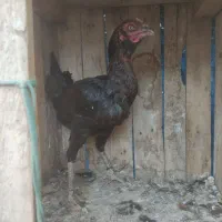 مرغ لاری کرچ با دوتا جوجه محلی|حیوانات مزرعه|سیمین شهر, |دیوار