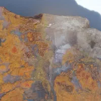 شجر گل اناری