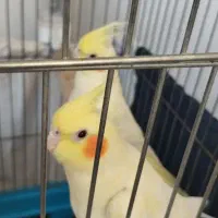 عروس هلندی جفت