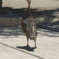 مرغ خروس و بوغلمون