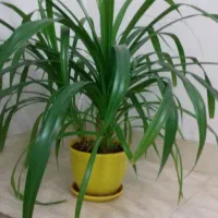 گل پاندانس|گل و گیاه طبیعی|الوند, |دیوار