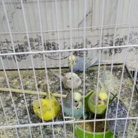 مرغ عشق|پرنده|تربت‌حیدریه, حاجی یار‎|دیوار