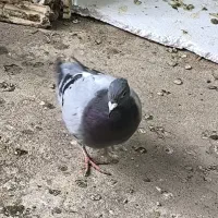 پرنده|پرنده|میبد, |دیوار