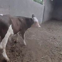 گوساله سیمینتال