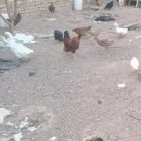 فروش مرغ و خروس محلی|حیوانات مزرعه|شال, |دیوار