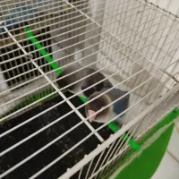 طوطی کوتوله جفتش با هم