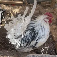 خروس پنگوئنی