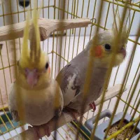 جوجه عروس هلندی