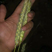 گندم پیشگام|عمده‌فروشی|تاکستان, |دیوار