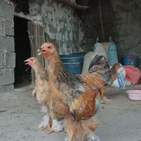 برهما