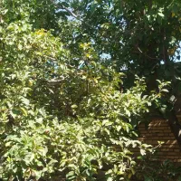 خانه مسکونی در خیرآباد زنجان|فروش خانه و ویلا|باغ حلی, |دیوار