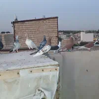 (( کفتر بوم پرشی ))