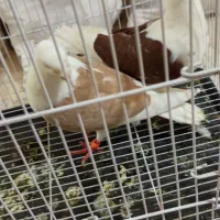 کبوتردوبال اهوازی|پرنده|مینودشت, |دیوار