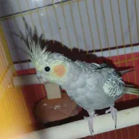 فروش جفت عروس هلندی|پرنده|مرودشت, پشت سایپا‎|دیوار