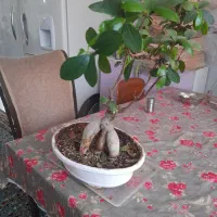 گل بنسای