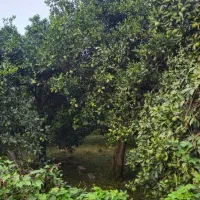 زمین مسکونی بر خیابان،مناسب برای ویلا سازی|فروش زمین و ملک کلنگی|چابکسر, |دیوار