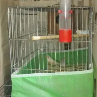 فنچ زبرا
