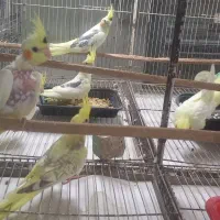 جوجه عروس هلندی دو کت|پرنده|بابل, |دیوار