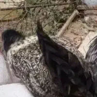 فروش یا معاوضه خروس مینیاتوری با مرغ