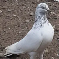 سلام تعداد ۱۰تا کبوتر پرشی