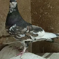 کبوتر شهری گلدار|پرنده|شیراز, شهرک مدرس|دیوار