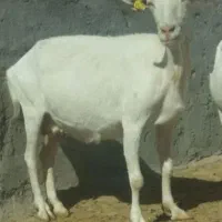 سانن