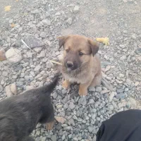 توله سگ ژرمن  اصل