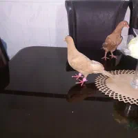 کبوتر زرد  در خورموج