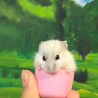 فروش همستر نژاد روسی|موش و خرگوش|اراک, |دیوار