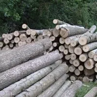 چوب توسکا و اوجا و افرا...|خدمات باغبانی و درختکاری|سنگر, |دیوار