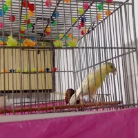 قناری|پرنده|دلیجان, |دیوار