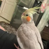 عروس هلندی گمشده