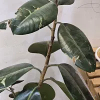 گل طبیعی سبز|گل و گیاه طبیعی|میبد, |دیوار