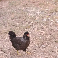 گلین کرچ، فول